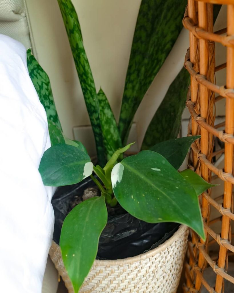 plants cebu philippines