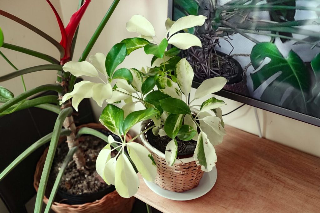 variegated schefflera plant